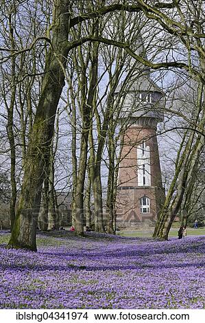 Picture - Observation tower, crocuses (Crocus sp. ), Husum palace gardens, Schleswig-Holstein, Germany, Europe. Fotosearch