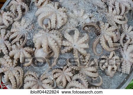 Picture - Octopus on ice at a street market, Can Tho, Mekong Delta, Vietnam, Asia. Fotosearch