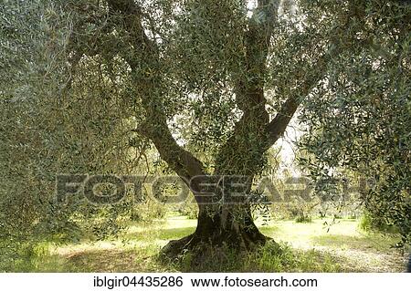 Olive tree (Olea europaea) plantation, Tuscany, Italy, Europe View Large Photo Image Stock Photograph - Olive tree (Olea europaea) plantation, Tuscany, Italy, Europe. Fotosearch