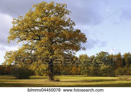 Open meadow in floodplain with solitary oak tree, autumn, Middle Elbe Biosphere Reserve, Dessau, Saxony-Anhalt, Germany, Europe View Large Photo Image Stock Photo - Open meadow in floodplain with solitary oak tree, autumn, Middle Elbe Biosphere Reserve, Dessau, Saxony-Anhalt, Germany, Europe. Fotosearch