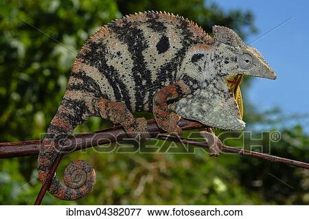 Open mouthed female Malagasy Giant Chameleon (Furcifer oustaleti), Amborondolo, Sofia, Central Madagascar, Madagascar, Africa View Large Photo Image Stock Photo - Open mouthed female Malagasy Giant Chameleon (Furcifer oustaleti), Amborondolo, Sofia, Central Madagascar, Madagascar, Africa. Fotosearch