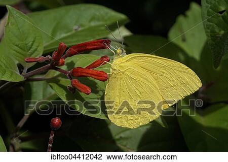 Orange-barred Sulphur (Phoebis philea), Corozal District, Belize, Central America View Large Photo Image Stock Image - Orange-barred Sulphur (Phoebis philea), Corozal District, Belize, Central America. Fotosearch