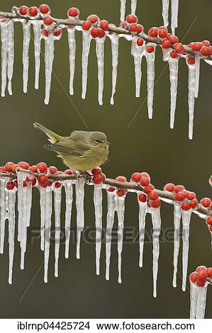 Picture - Orangefleck-Waldsänger (Vermivora celata), adult perched on icy branch of meadow holly (Ilex decidua) with berries, Hill Country, Texas, USA, North America. Fotosearch