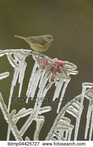 Orangefleck-Waldsänger (Vermivora celata), adult perched on icy branch of desert Christmas cactus (Cylindropuntia leptocaulis), Hill Country, Texas, USA, North America View Large Photo Image Stock Photo - Orangefleck-Waldsänger (Vermivora celata), adult perched on icy branch of desert Christmas cactus (Cylindropuntia leptocaulis), Hill Country, Texas, USA, North America. Fotosearch