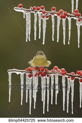 Orangefleck-Waldsänger (Vermivora celata), adult fluffed up, perched on icy branch of meadow holly (Ilex decidua) with berries, Hill Country, Texas, USA, North America View Large Photo Image Stock Photography - Orangefleck-Waldsänger (Vermivora celata), adult fluffed up, perched on icy branch of meadow holly (Ilex decidua) with berries, Hill Country, Texas, USA, North America. Fotosearch