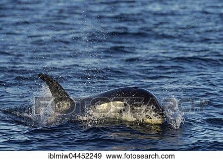 Orca or killer whale (Orcinus orca), Kaldfjorden, Norway, Europe View Large Photo Image Stock Photo - Orca or killer whale (Orcinus orca), Kaldfjorden, Norway, Europe. Fotosearch