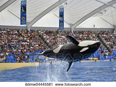 Orca (Orcinus orca) jumping out of the water, Orca show, Loro Parque, Puerto de la Cruz, Tenerife, Canary Islands, Spain, Europe View Large Photo Image Stock Image - Orca (Orcinus orca) jumping out of the water, Orca show, Loro Parque, Puerto de la Cruz, Tenerife, Canary Islands, Spain, Europe. Fotosearch