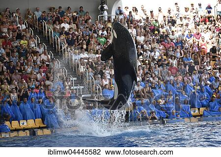 Orca (Orcinus orca) jumping out of the water, Orca show, Loro Parque, Puerto de la Cruz, Tenerife, Canary Islands, Spain, Europe View Large Photo Image Stock Image - Orca (Orcinus orca) jumping out of the water, Orca show, Loro Parque, Puerto de la Cruz, Tenerife, Canary Islands, Spain, Europe. Fotosearch