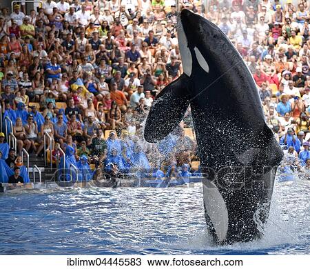 Orca (Orcinus orca) jumping out of the water, Orca show, Loro Parque, Puerto de la Cruz, Tenerife, Canary Islands, Spain, Europe View Large Photo Image Stock Image - Orca (Orcinus orca) jumping out of the water, Orca show, Loro Parque, Puerto de la Cruz, Tenerife, Canary Islands, Spain, Europe. Fotosearch
