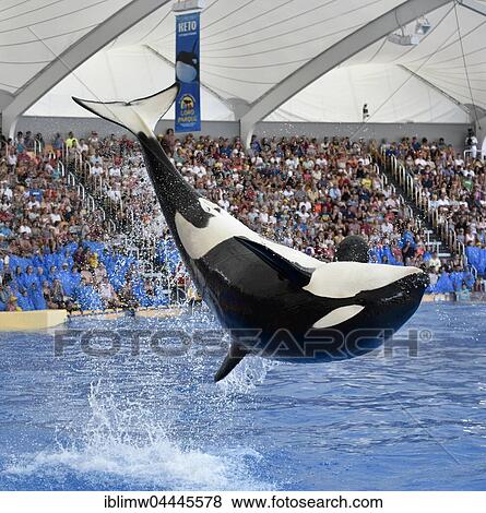 Orca (Orcinus orca) jumping out of the water, Orca show, Loro Parque, Puerto de la Cruz, Tenerife, Canary Islands, Spain, Europe View Large Photo Image Stock Photo - Orca (Orcinus orca) jumping out of the water, Orca show, Loro Parque, Puerto de la Cruz, Tenerife, Canary Islands, Spain, Europe. Fotosearch