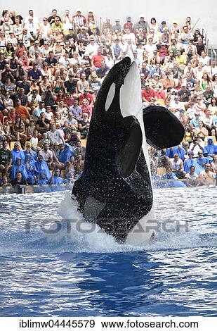 Orca (Orcinus orca) jumping out of the water, Orca show, Loro Parque, Puerto de la Cruz, Tenerife, Canary Islands, Spain, Europe View Large Photo Image Stock Photo - Orca (Orcinus orca) jumping out of the water, Orca show, Loro Parque, Puerto de la Cruz, Tenerife, Canary Islands, Spain, Europe. Fotosearch