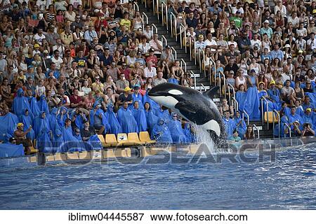 Orca (Orcinus orca) jumping out of the water, Orca show, Loro Parque, Puerto de la Cruz, Tenerife, Canary Islands, Spain, Europe View Large Photo Image Stock Photo - Orca (Orcinus orca) jumping out of the water, Orca show, Loro Parque, Puerto de la Cruz, Tenerife, Canary Islands, Spain, Europe. Fotosearch