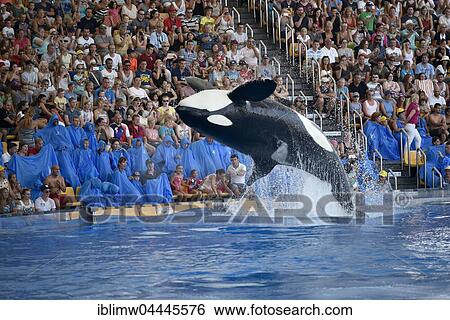 Orca (Orcinus orca) jumping out of the water, Orca show, Loro Parque, Puerto de la Cruz, Tenerife, Canary Islands, Spain, Europe View Large Photo Image Stock Photograph - Orca (Orcinus orca) jumping out of the water, Orca show, Loro Parque, Puerto de la Cruz, Tenerife, Canary Islands, Spain, Europe. Fotosearch