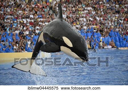 Orca (Orcinus orca) jumping out of the water, Orca show, Loro Parque, Puerto de la Cruz, Tenerife, Canary Islands, Spain, Europe View Large Photo Image Stock Photography - Orca (Orcinus orca) jumping out of the water, Orca show, Loro Parque, Puerto de la Cruz, Tenerife, Canary Islands, Spain, Europe. Fotosearch