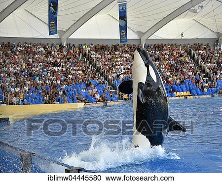 Orca (Orcinus orca) performing, Orca show, Loro Parque, Puerto de la Cruz, Tenerife, Canary Islands, Spain, Europe View Large Photo Image Stock Image - Orca (Orcinus orca) performing, Orca show, Loro Parque, Puerto de la Cruz, Tenerife, Canary Islands, Spain, Europe. Fotosearch