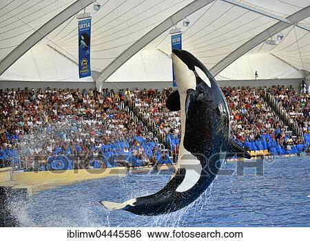 Orca show, Orca (Orcinus orca) jumping out of the water, Loro Parque, Puerto de la Cruz, Tenerife, Canary Islands, Spain, Europe View Large Photo Image Stock Photograph - Orca show, Orca (Orcinus orca) jumping out of the water, Loro Parque, Puerto de la Cruz, Tenerife, Canary Islands, Spain, Europe. Fotosearch