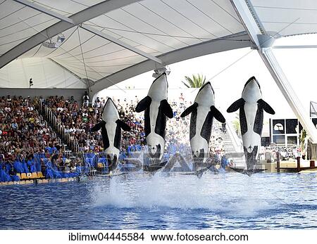 Orcas (Orcinus orca) jumping out of the water, Orca show, Loro Parque, Puerto de la Cruz, Tenerife, Canary Islands, Spain, Europe View Large Photo Image Picture - Orcas (Orcinus orca) jumping out of the water, Orca show, Loro Parque, Puerto de la Cruz, Tenerife, Canary Islands, Spain, Europe. Fotosearch