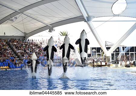 Orcas (Orcinus orca) jumping out of the water, Orca show, Loro Parque, Puerto de la Cruz, Tenerife, Canary Islands, Spain, Europe View Large Photo Image Stock Photography - Orcas (Orcinus orca) jumping out of the water, Orca show, Loro Parque, Puerto de la Cruz, Tenerife, Canary Islands, Spain, Europe. Fotosearch