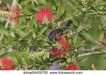 Orchard Oriole (Icterus spurius), male, feeding on blooming Lemon Bottlebrush, Crimson Bottlebrush (Melaleuca citrina), South Padre Island, Texas, USA, North America View Large Photo Image Stock Image - Orchard Oriole (Icterus spurius), male, feeding on blooming Lemon Bottlebrush, Crimson Bottlebrush (Melaleuca citrina), South Padre Island, Texas, USA, North America. Fotosearch