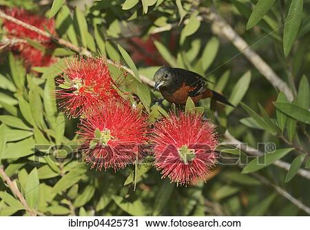 Orchard Oriole (Icterus spurius), male, perched on blooming Lemon Bottlebrush, Crimson Bottlebrush (Melaleuca citrina), South Padre Island, Texas, USA, North America View Large Photo Image Stock Image - Orchard Oriole (Icterus spurius), male, perched on blooming Lemon Bottlebrush, Crimson Bottlebrush (Melaleuca citrina), South Padre Island, Texas, USA, North America. Fotosearch