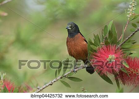Stock Image - Orchard Oriole (Icterus spurius), male, perched on blooming Lemon Bottlebrush, Crimson Bottlebrush (Melaleuca citrina), South Padre Island, Texas, USA, North America. Fotosearch