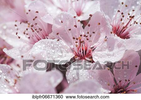 Ornamental cherry blossom in spring, Switzerland, Europe View Large Photo Image Stock Image - Ornamental cherry blossom in spring, Switzerland, Europe. Fotosearch