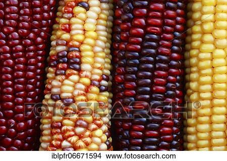Ornamental maize, Switzerland, Europe View Large Photo Image Picture - Ornamental maize, Switzerland, Europe. Fotosearch