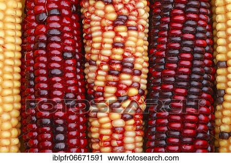 Ornamental maize, Switzerland, Europe View Large Photo Image Stock Image - Ornamental maize, Switzerland, Europe. Fotosearch