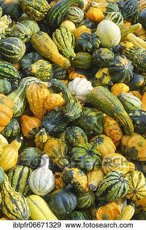 Ornamental pumpkins, Switzerland, Europe View Large Photo Image Stock Photo - Ornamental pumpkins, Switzerland, Europe. Fotosearch