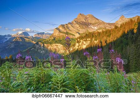 Ortstock and Tödi, Glarus, Switzerland, Europe View Large Photo Image Stock Photo - Ortstock and Tödi, Glarus, Switzerland, Europe. Fotosearch