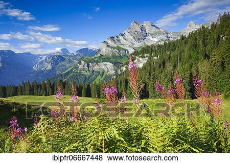 Ortstock and Tödi, Glarus, Switzerland, Europe View Large Photo Image Stock Photo - Ortstock and Tödi, Glarus, Switzerland, Europe. Fotosearch
