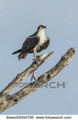 Osprey (Pandion haliaetus carolinensis) with caught fish on branch, Everglades, Florida, USA, North America View Large Photo Image Stock Image - Osprey (Pandion haliaetus carolinensis) with caught fish on branch, Everglades, Florida, USA, North America. Fotosearch