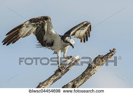 Osprey (Pandion haliaetus carolinensis) with caught fish on branch, Everglades, Florida, USA, North America View Large Photo Image Stock Photo - Osprey (Pandion haliaetus carolinensis) with caught fish on branch, Everglades, Florida, USA, North America. Fotosearch