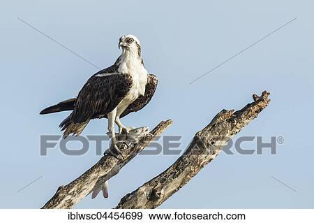 Stock Photo - Osprey (Pandion haliaetus carolinensis) with caught fish on branch, Everglades, Florida, USA, North America. Fotosearch