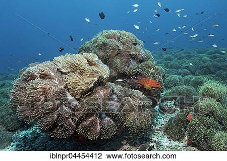 Stock Image - Overgrown coral, magnificent sea anemones (Heteractis magnifica), coral hind (Cephalopholis miniata), with cleaner wrasse, Lhaviyani Atoll, Maldives, Asia. Fotosearch