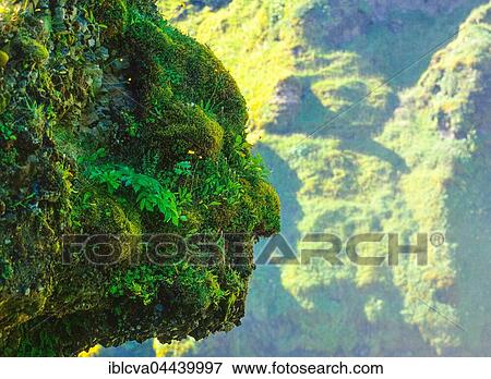Overgrown, face-shaped rock, Skógafoss, Southern Region, Iceland, Europe View Large Photo Image Stock Photo - Overgrown, face-shaped rock, Skógafoss, Southern Region, Iceland, Europe. Fotosearch