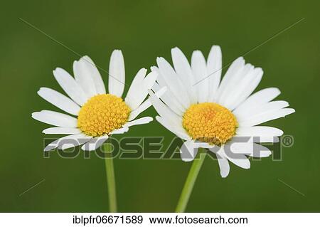 Ox-eye daisies (Leucanthemum vulgare) Pair, Switzerland, Europe View Large Photo Image Stock Photo - Ox-eye daisies (Leucanthemum vulgare) Pair, Switzerland, Europe. Fotosearch