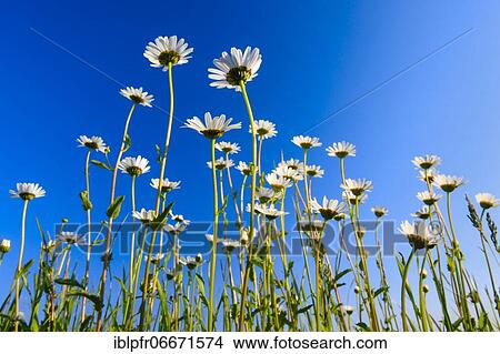 Ox-eye daisy (Leucanthemum vulgare), Switzerland, Europe View Large Photo Image Picture - Ox-eye daisy (Leucanthemum vulgare), Switzerland, Europe. Fotosearch
