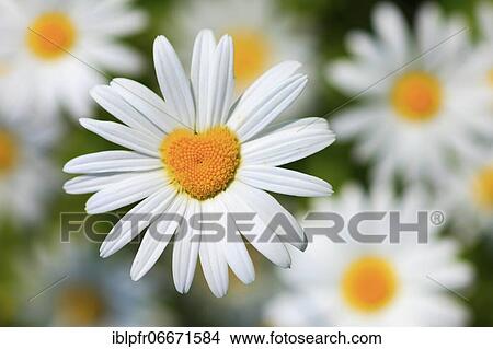 Picture - Ox-eye daisy (Leucanthemum vulgare), Switzerland, Europe. Fotosearch