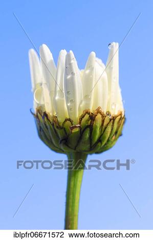 Ox-eye daisy (Leucanthemum vulgare), Switzerland, Europe View Large Photo Image Stock Image - Ox-eye daisy (Leucanthemum vulgare), Switzerland, Europe. Fotosearch
