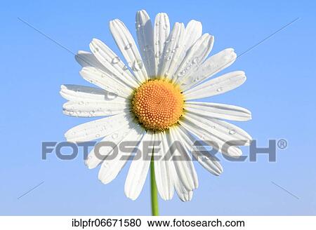 Ox-eye daisy (Leucanthemum vulgare), Switzerland, Europe View Large Photo Image Stock Image - Ox-eye daisy (Leucanthemum vulgare), Switzerland, Europe. Fotosearch