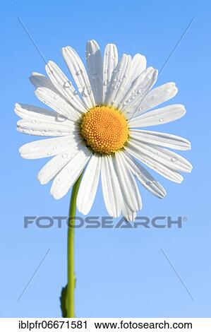 Ox-eye daisy (Leucanthemum vulgare), Switzerland, Europe View Large Photo Image Stock Image - Ox-eye daisy (Leucanthemum vulgare), Switzerland, Europe. Fotosearch