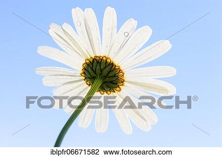 Ox-eye daisy (Leucanthemum vulgare), Switzerland, Europe View Large Photo Image Stock Image - Ox-eye daisy (Leucanthemum vulgare), Switzerland, Europe. Fotosearch
