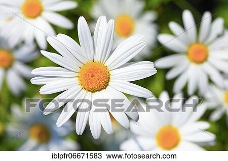 Ox-eye daisy (Leucanthemum vulgare), Switzerland, Europe View Large Photo Image Stock Image - Ox-eye daisy (Leucanthemum vulgare), Switzerland, Europe. Fotosearch