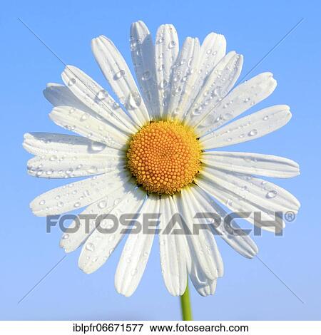 Ox-eye daisy (Leucanthemum vulgare), Switzerland, Europe View Large Photo Image Stock Photo - Ox-eye daisy (Leucanthemum vulgare), Switzerland, Europe. Fotosearch
