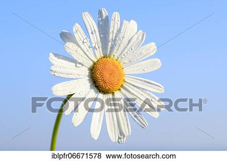 Ox-eye daisy (Leucanthemum vulgare), Switzerland, Europe View Large Photo Image Stock Photo - Ox-eye daisy (Leucanthemum vulgare), Switzerland, Europe. Fotosearch