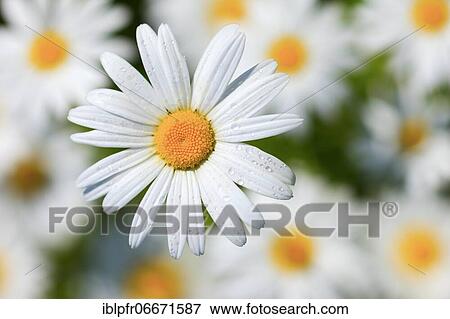 Ox-eye daisy (Leucanthemum vulgare), Switzerland, Europe View Large Photo Image Stock Photo - Ox-eye daisy (Leucanthemum vulgare), Switzerland, Europe. Fotosearch