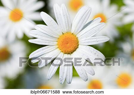 Ox-eye daisy (Leucanthemum vulgare), Switzerland, Europe View Large Photo Image Stock Photo - Ox-eye daisy (Leucanthemum vulgare), Switzerland, Europe. Fotosearch