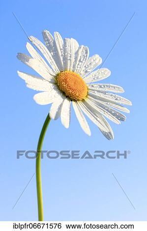 Ox-eye daisy (Leucanthemum vulgare), Switzerland, Europe View Large Photo Image Stock Photograph - Ox-eye daisy (Leucanthemum vulgare), Switzerland, Europe. Fotosearch