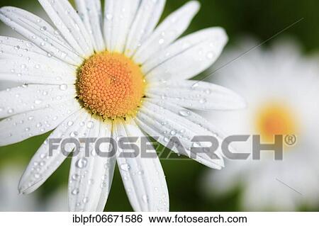 Ox-eye daisy (Leucanthemum vulgare), Switzerland, Europe View Large Photo Image Stock Photograph - Ox-eye daisy (Leucanthemum vulgare), Switzerland, Europe. Fotosearch